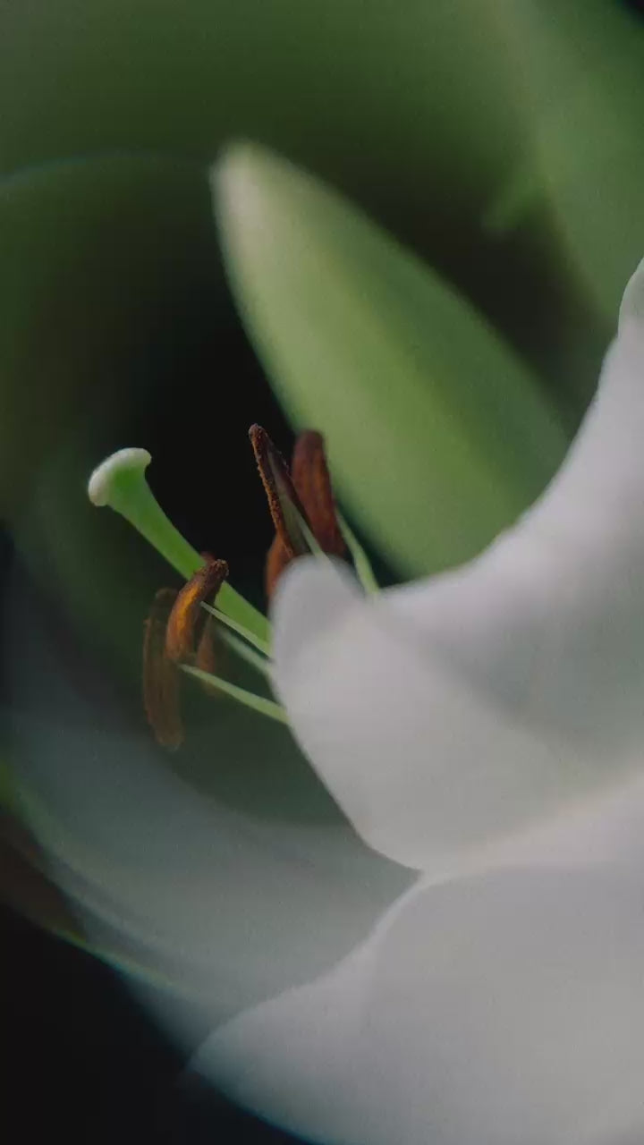 Cargar video: 